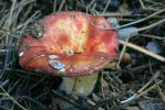 PICTURES/Woods Canyon Lake/t_Red Shroom4.JPG